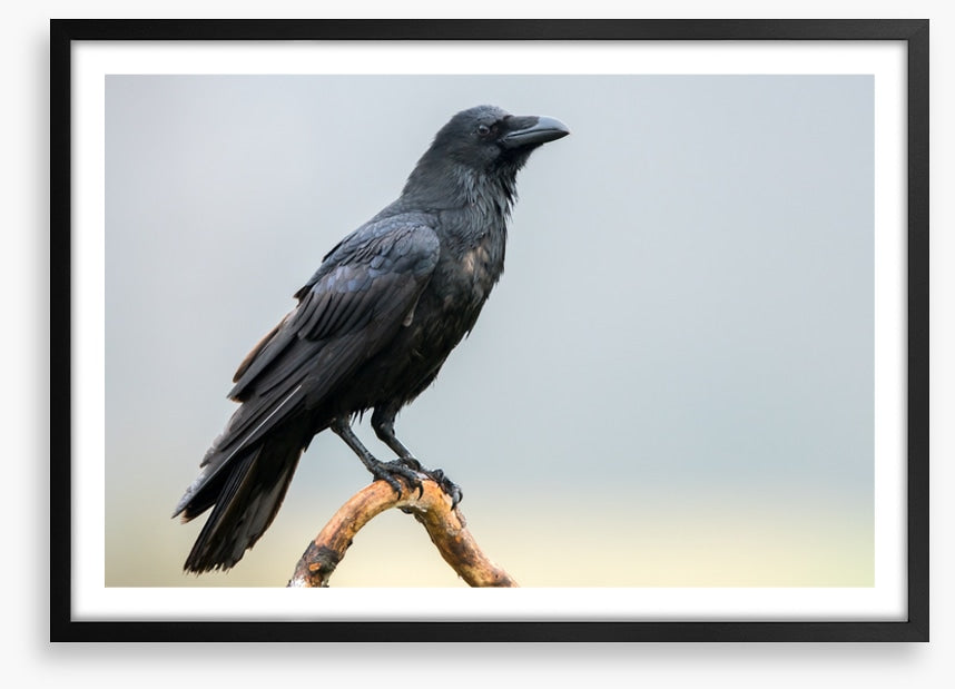 The black raven