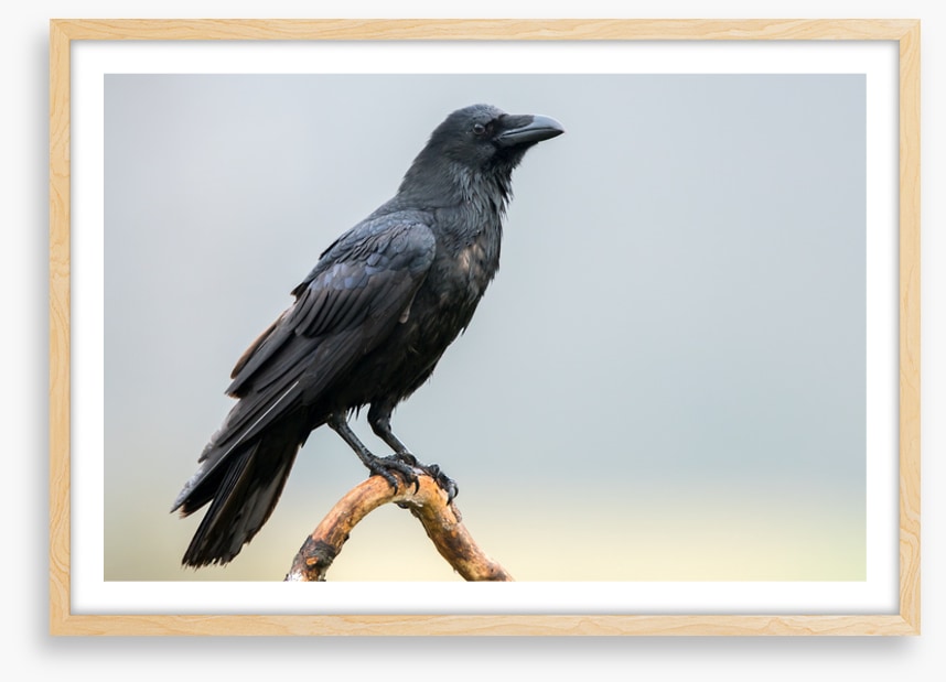 The black raven