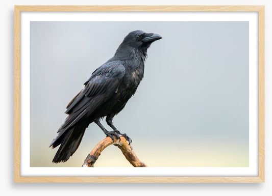The black raven