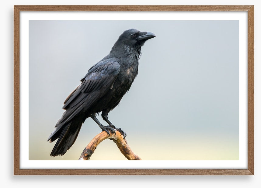 The black raven