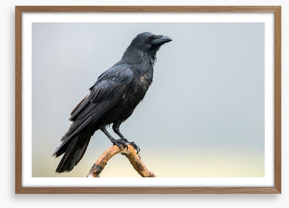 The black raven