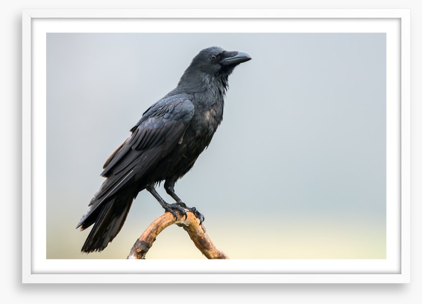 The black raven