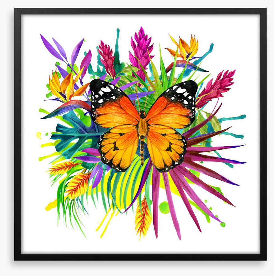 Midsummer monarch