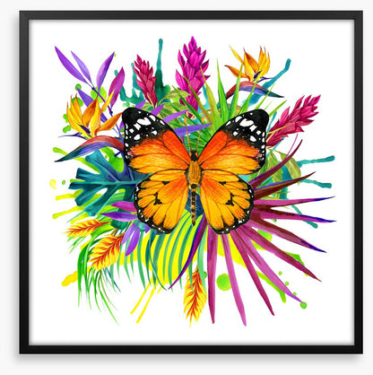 Midsummer monarch