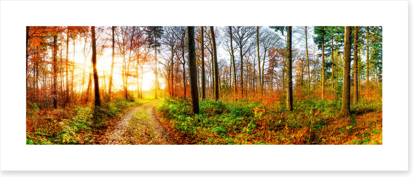 The autumn track