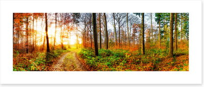 The autumn track
