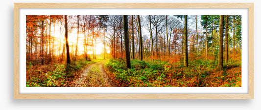 The autumn track
