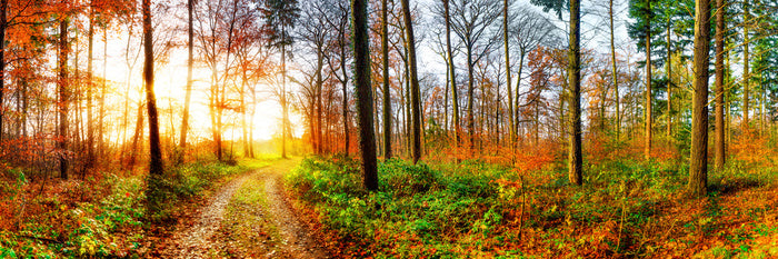 The autumn track