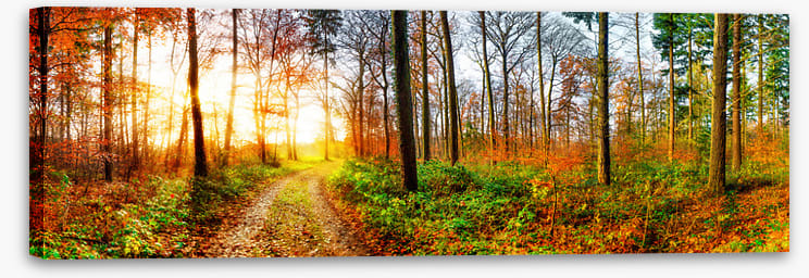 The autumn track