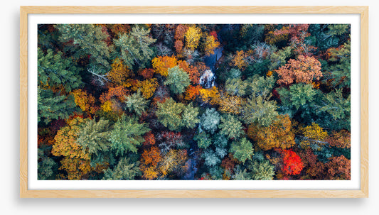 Above autumn