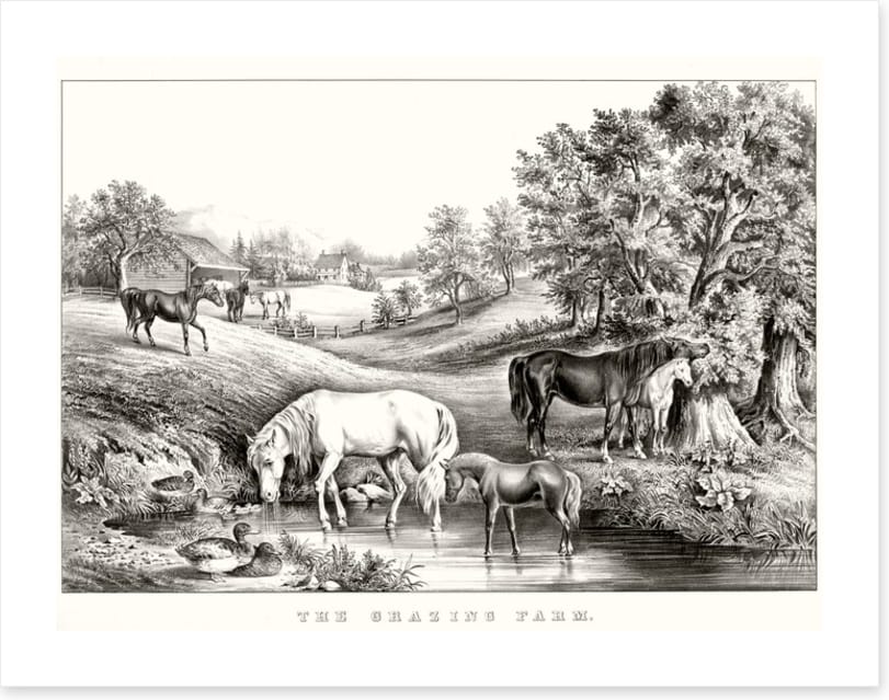 The grazing farm