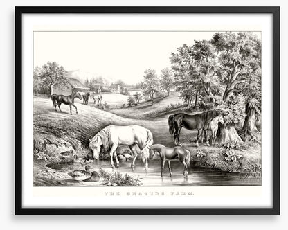 The grazing farm
