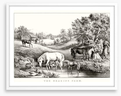 The grazing farm