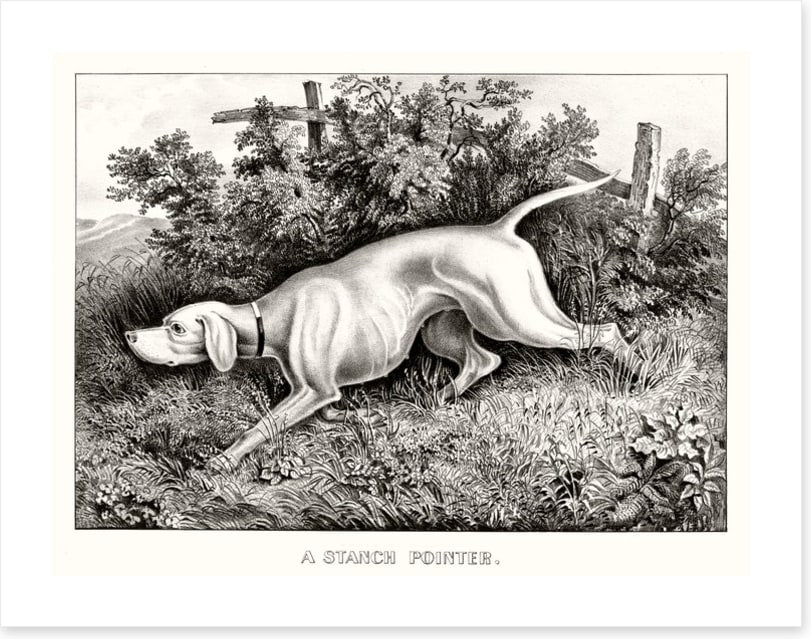 A staunch pointer