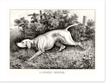 A staunch pointer