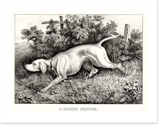 A staunch pointer