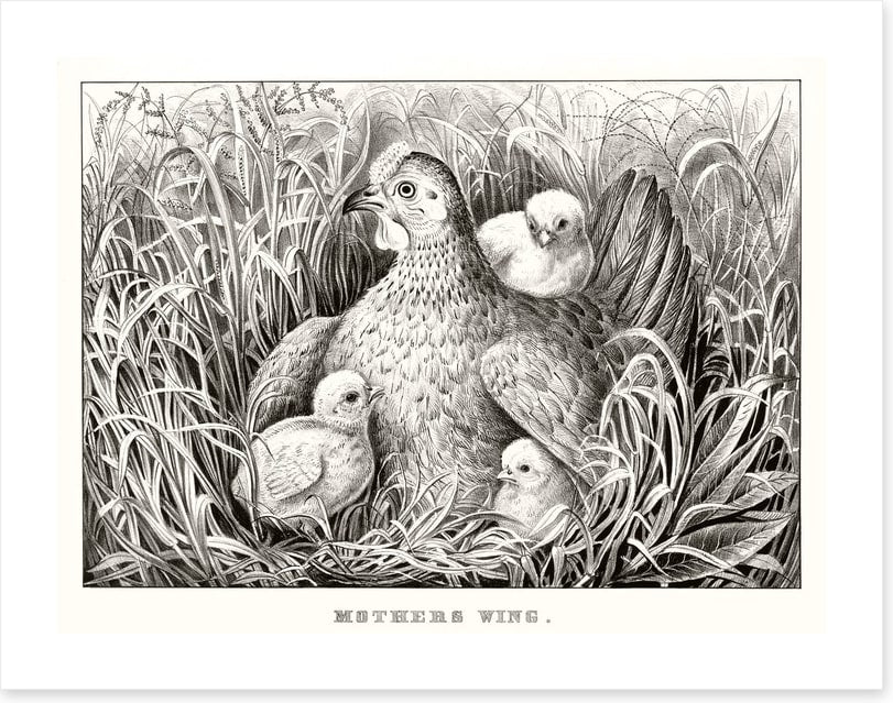 Mothers wing