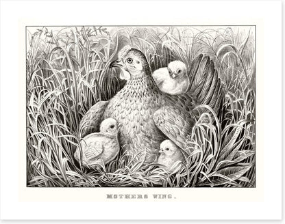 Mothers wing