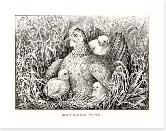 Mothers wing