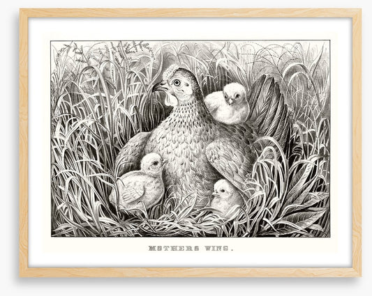Mothers wing