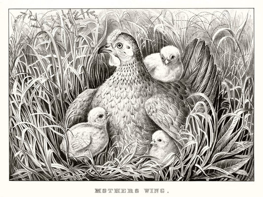 Mothers wing