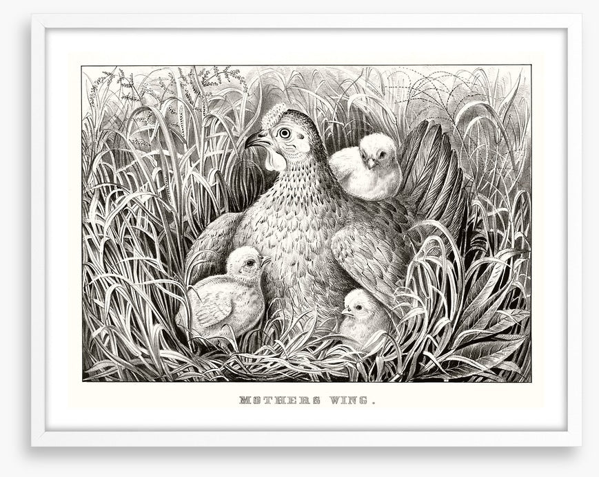 Mothers wing