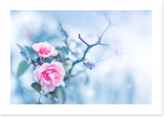 Pink rose glacé