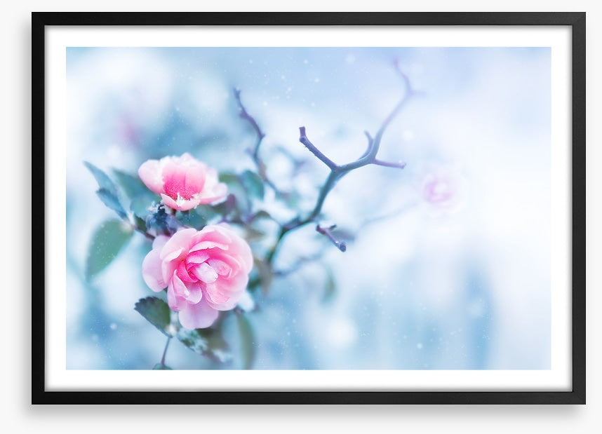 Pink rose glacé