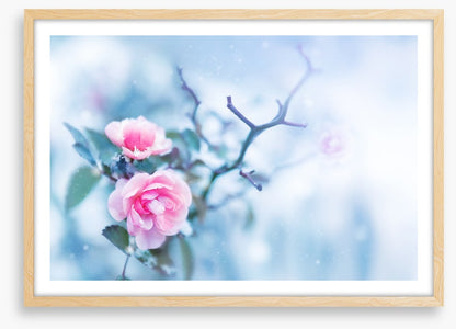 Pink rose glacé