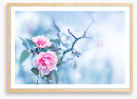 Pink rose glacé