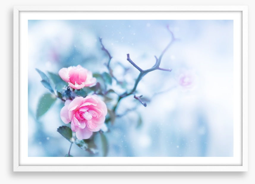 Pink rose glacé