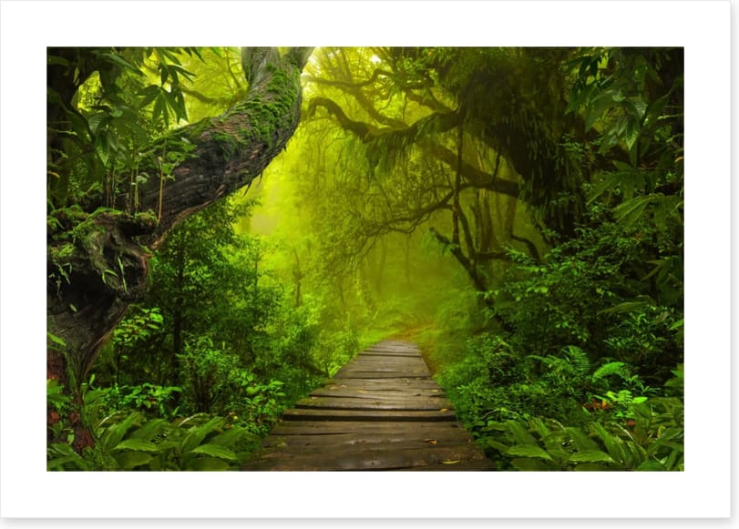 Jungle walk
