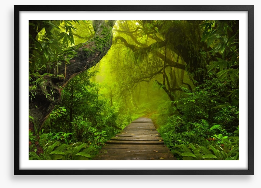 Jungle walk