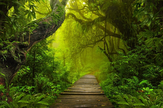 Jungle walk