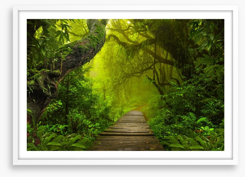 Jungle walk