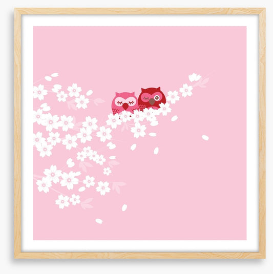 Blossom owls