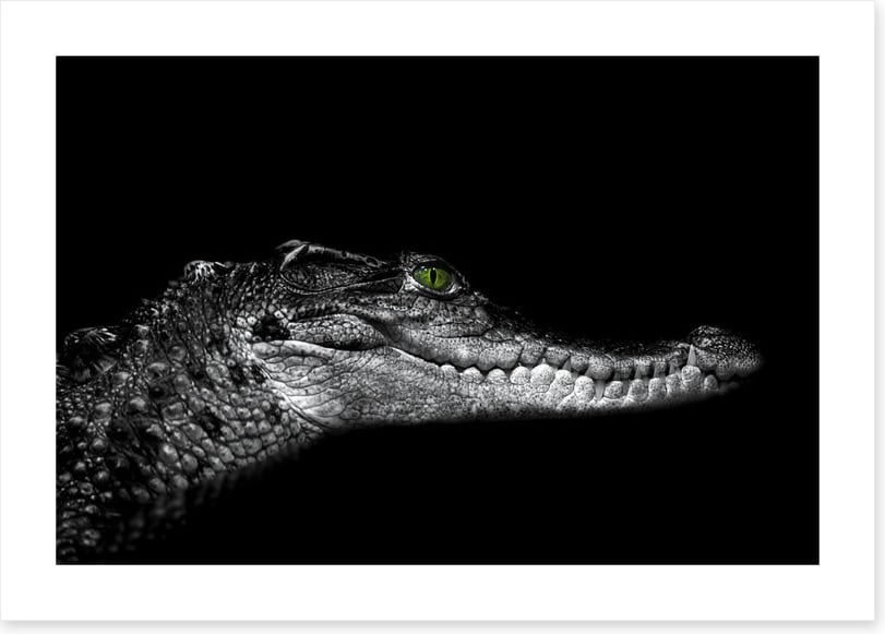 Reptiles / Amphibian