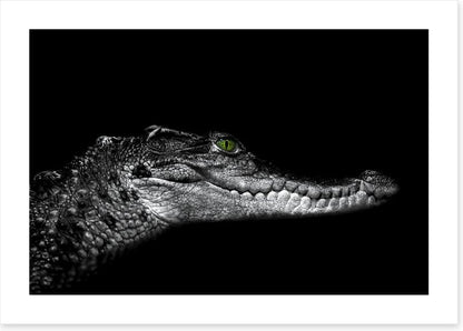 Reptiles / Amphibian