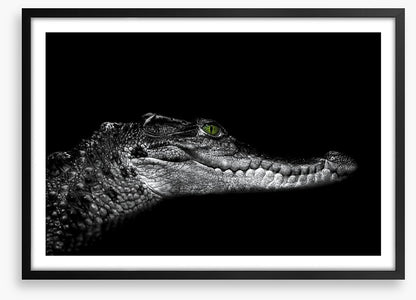 Reptiles / Amphibian