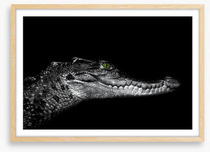 Reptiles / Amphibian