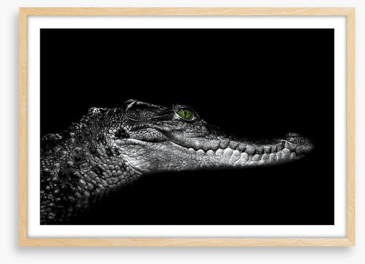 Reptiles / Amphibian