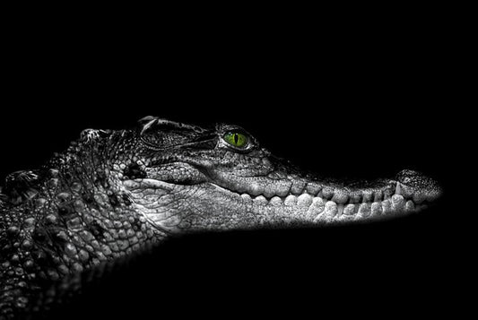 Reptiles / Amphibian