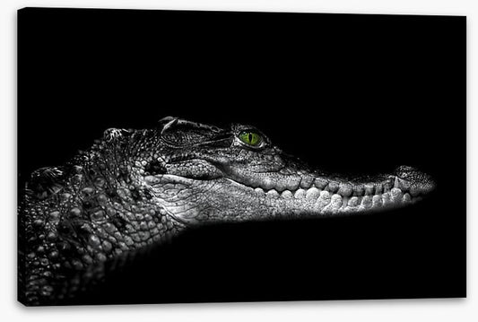 Reptiles / Amphibian