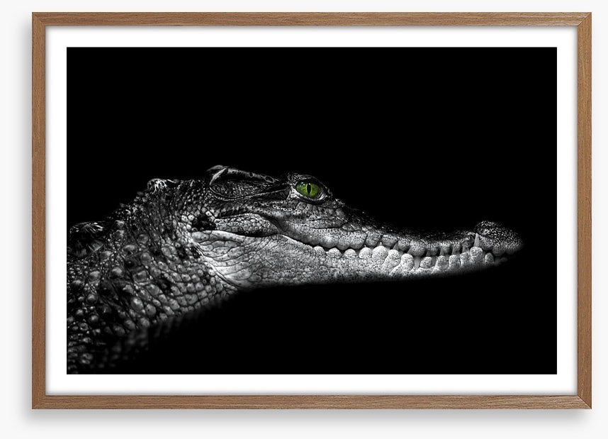 Reptiles / Amphibian