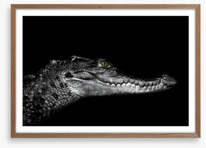 Reptiles / Amphibian
