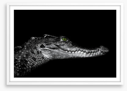 Reptiles / Amphibian
