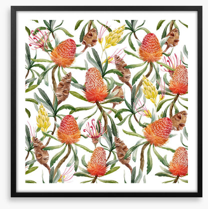 Banksia beauty