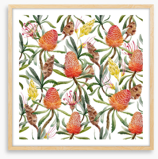 Banksia beauty