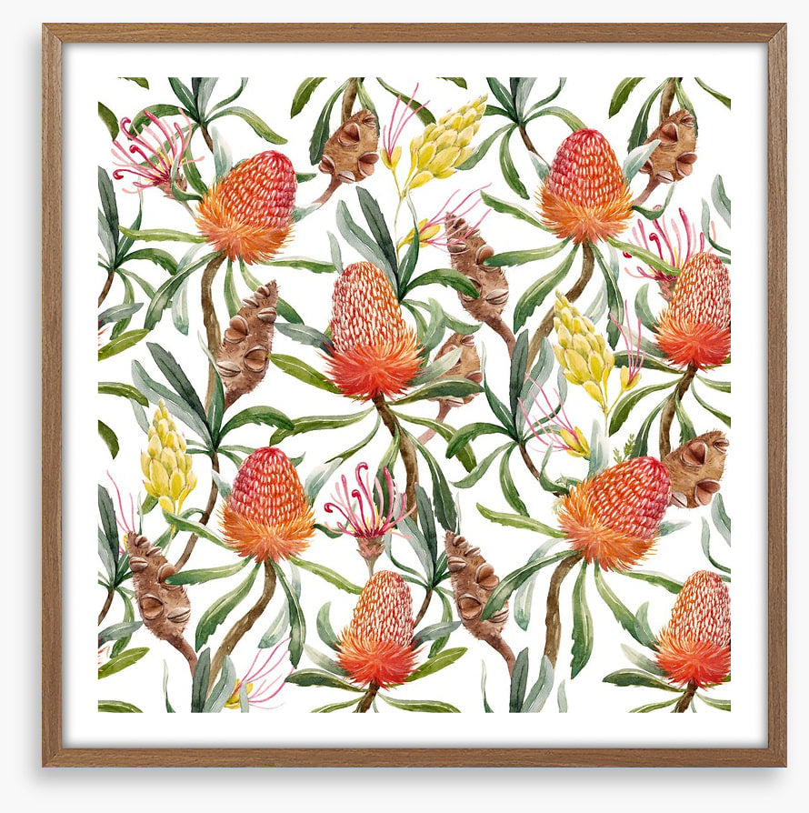Banksia beauty