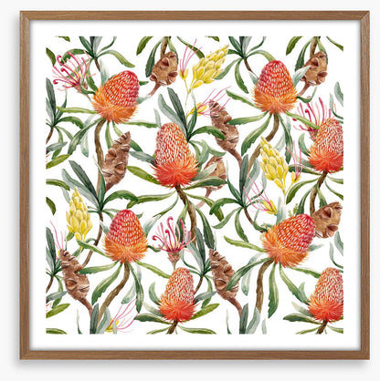 Banksia beauty